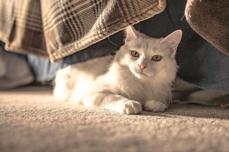 Katė gali užsikrėsti KIV kontaktuodama su užkrėstos katės kūno skysčiais, pvz., seilėmis, krauju ar plazma.